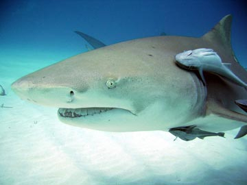 Shot with Shark Mode on the DC500