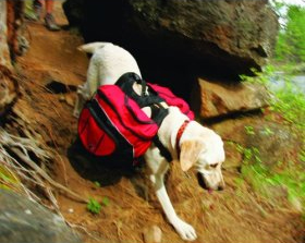 dog-backpacks